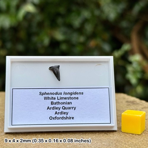 Rare sphenodus longidens - rare,