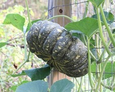 PERIZOMA ZUCCA TAE THAI 5+