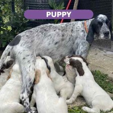 Wildseason Puppy Crocchette