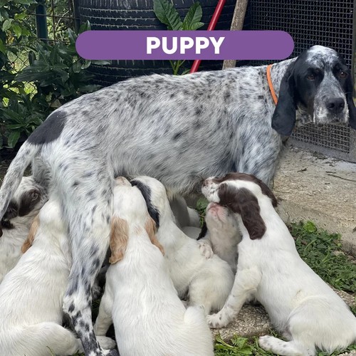 Wildseason puppy crocchette - puppy,