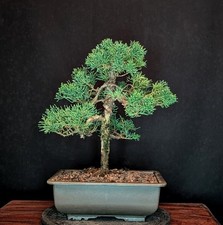 Bonsai ginepro cinese - bonsai,