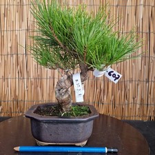 Bonsai di Pino Thumberjii h