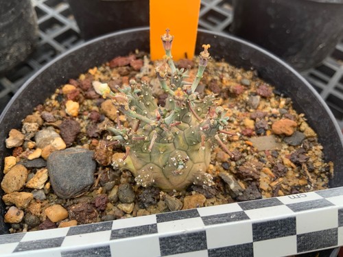172 euphorbia decepta wysiwyg - 172,