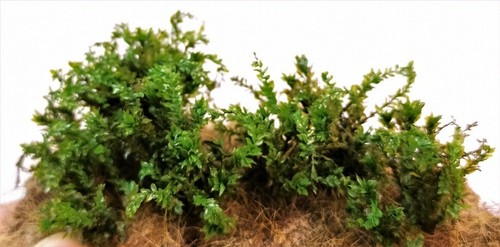 Accessori diorama vegetazione - diorama,