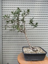 Olea Europea - Bonsai - Olivo da frutto (no olivastro)  