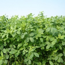 SEMI DI ERBA MEDICA- LA BELLA