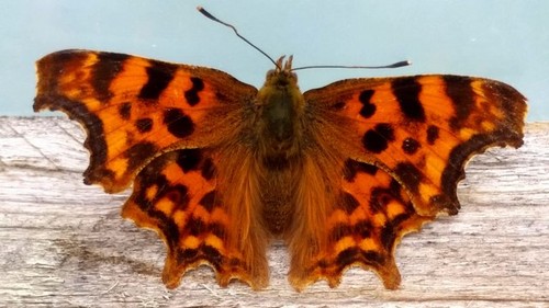 Photo 6x4 comma butterfly - photo,