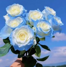 50 semi ROSA BIANCA-CELESTE