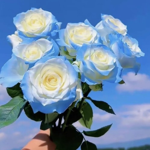 Semi rosa bianca - rosa, bianca-celeste