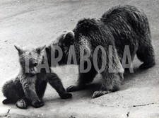 Foto Vintage Animali zoo di Vincennes Mamma orsa e cucciolo 1969 stampa 24x18 cm