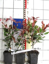 Photinia fraseri "Little Red