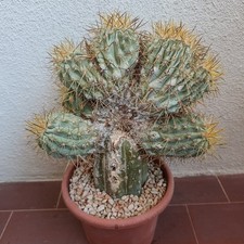 Copiapoa Haseltoniana Crestata Vaso 15 No Cinerea