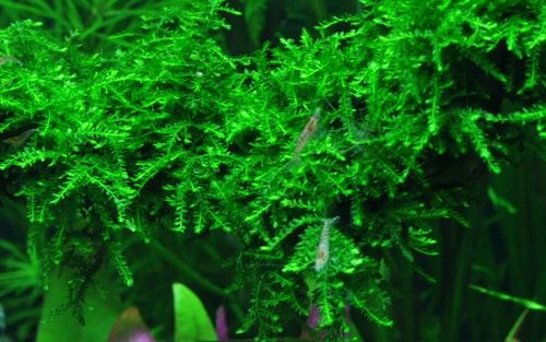 Pianta per acquario vitro - pianta, in