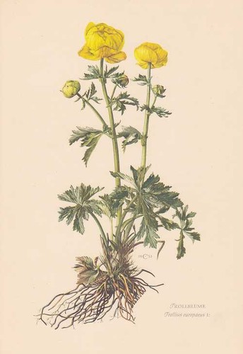 Globo fiore trollius - globo-fiore,