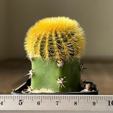 5-1206. Uebelmannia