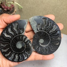 1 paio di conchiglia ammonite