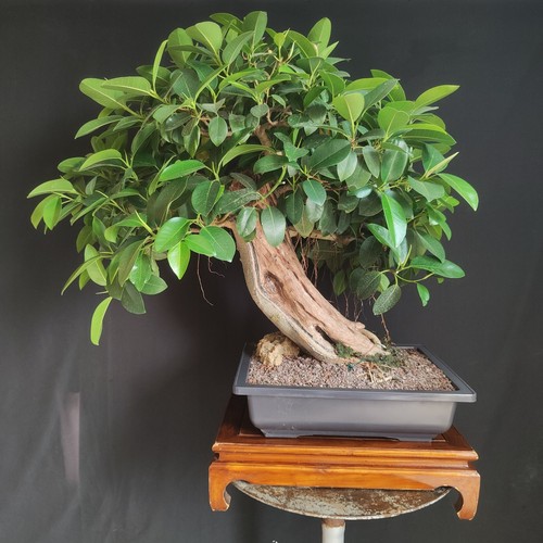 Bonsai esemplare ficus - bonsai, di