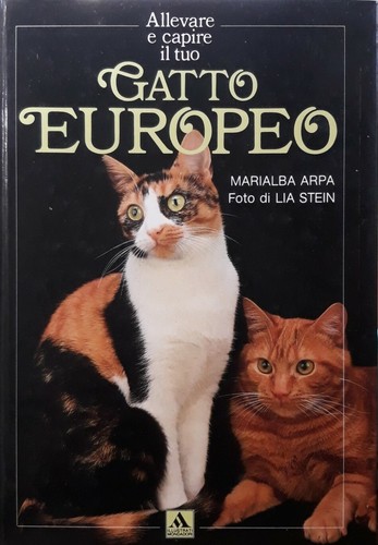 Gatto europeo allevare - europeo, (