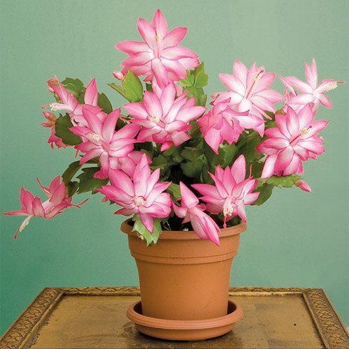 Pianta schlumbergera - 1, di