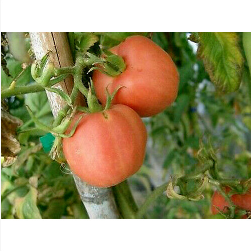 Peche rose pomodoro peloso - rose,