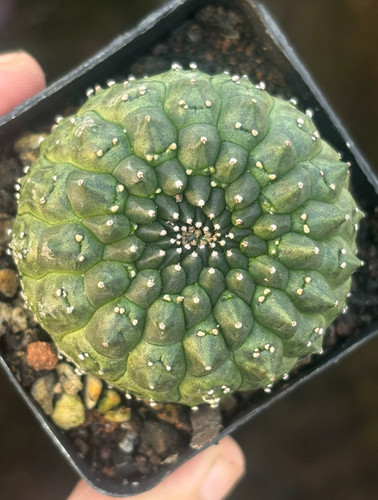 Euphorbia gymnocalycioides