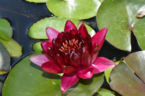 Piante laghetto ninfea - laghetto:,
