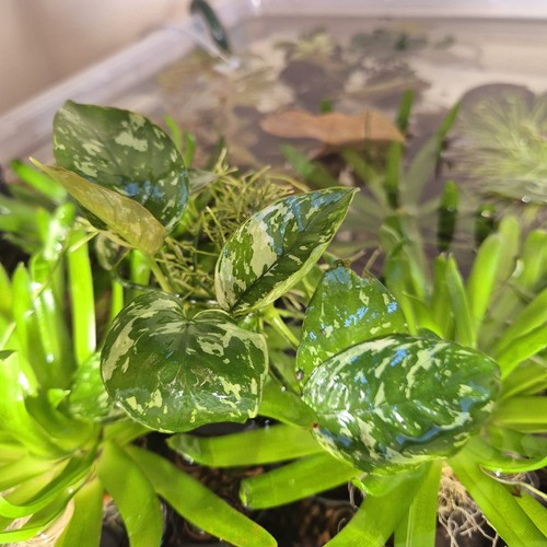 Anubias var king varking - anubias,