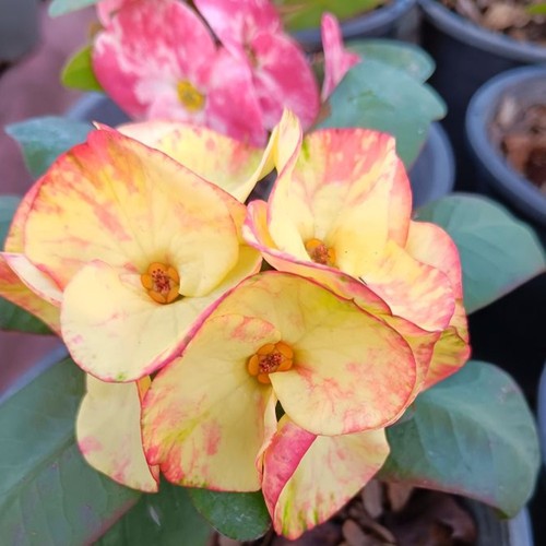 Pianta ibrida euphorbia milii - pianta,