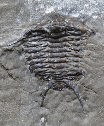 Ceraurus pleurexanthemus
