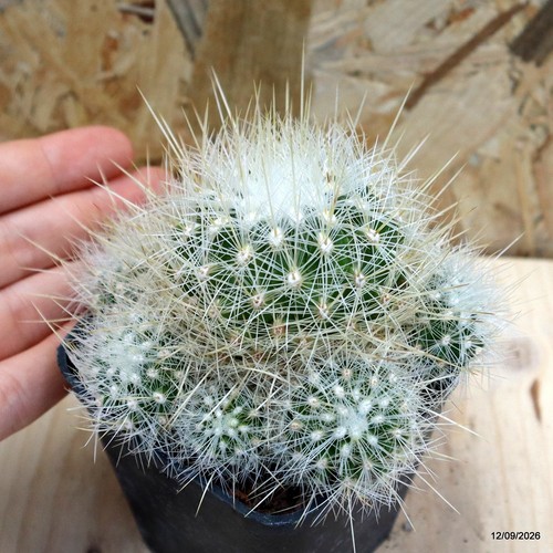 Thelocactus macdowellii vaso - thelocactus,