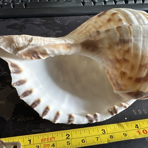 Charonia tritonis cm circa - tritonis,
