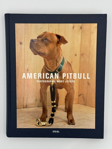 American pitbull marc - american,
