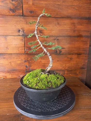 Bonsai cipresso visita - bonsai, cipresso.