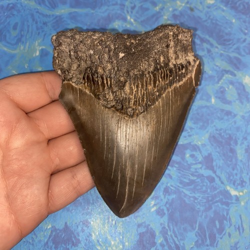 Megalodonte dente squalo - megalodonte,