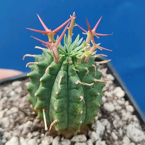 Euphorbia stellispina