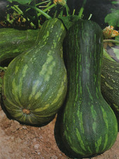 Zucca di Napoli Lunga – 25 Semi – Alta Germinabilità, Grande, Sapore Intenso, Id