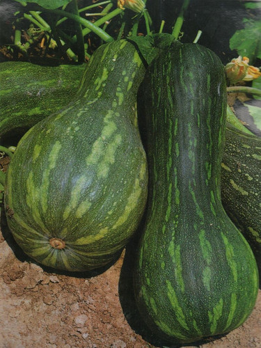 Zucca napoli lunga 25 - di,