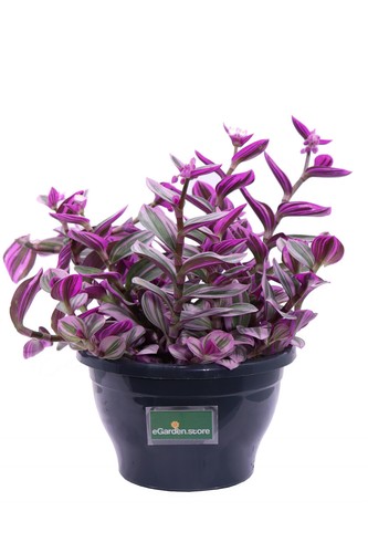 Pianta tradescantia - di,