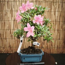Bonsai azalea 36cm visita - h,