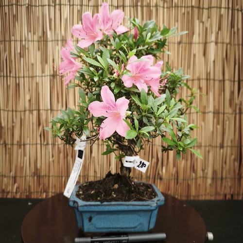 Bonsai azalea 36cm visita - azalea, h