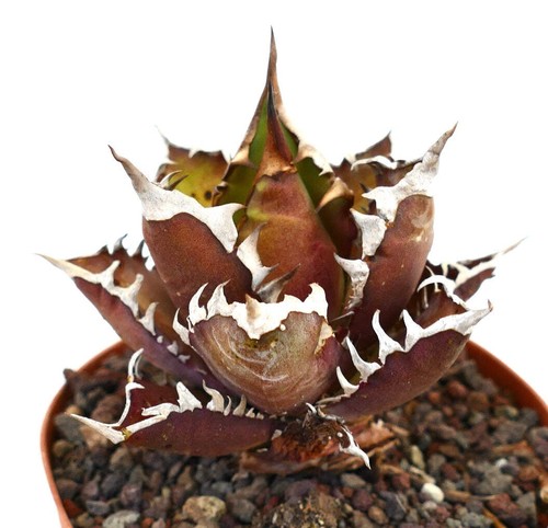 Agave titanota selected - , red