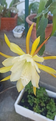 Epyphillium crenatum fiore - epyphillium,