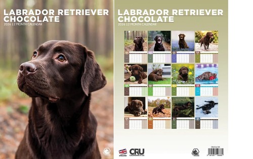 Chocolate labrador retriever - chocolate,