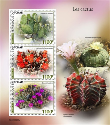Cactus