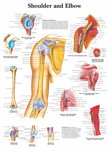 Poster spalle gomiti - spalle, e