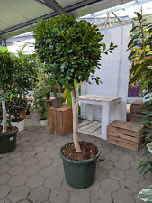 Ficus microcarpa 'Moclame'