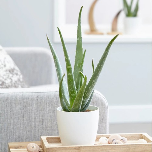 Aloe vera pianta - , officinale