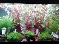 Piante acquatiche acquario: Anubias, Cryptocoryne, Muschio, piante in vitro ecc
