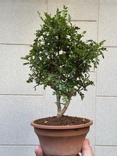 Pepe Giapponese - Bonsai