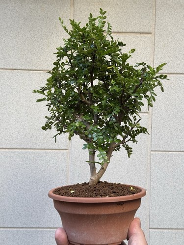 Pepe giapponese bonsai - giapponese,